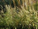 Bottlebrush Grass
